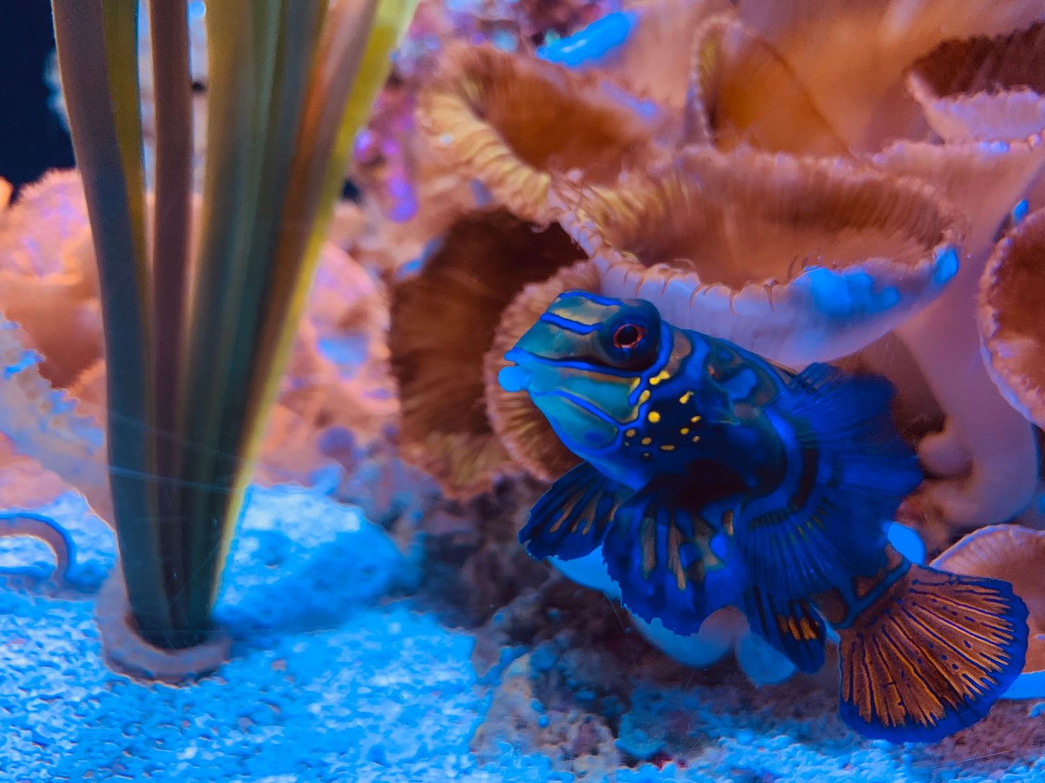 A vibrant blue mandarin fish swimming near coral in a colorful aquarium.