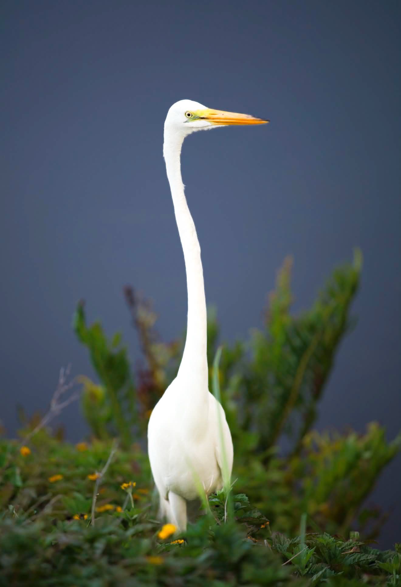 A great egret with a long neck and orange beak stands tall among green and red foliage against a blue background.