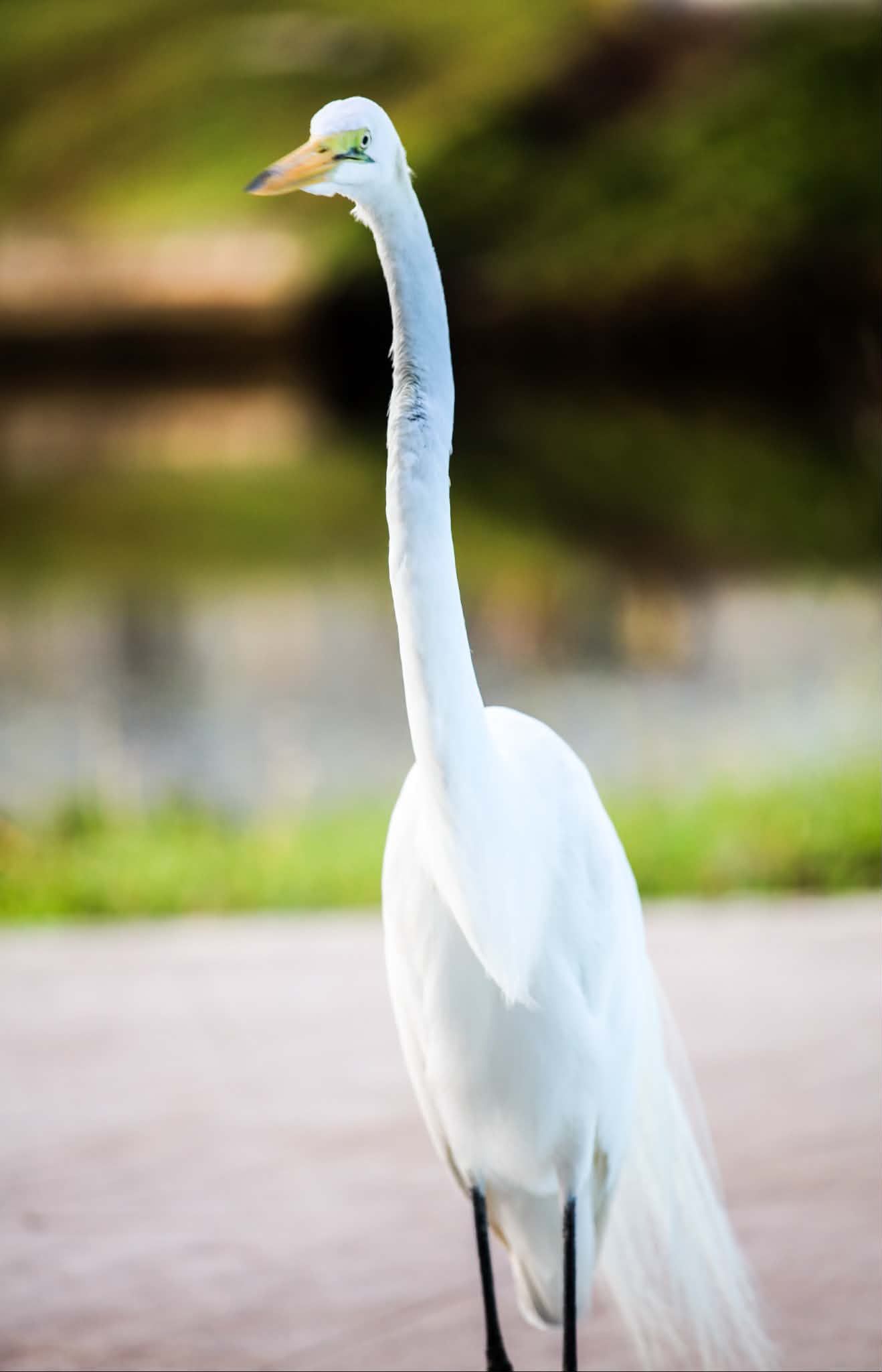 A majestic Great Egret with white plumage and long neck stands gracefully near a pond in natural habitat.