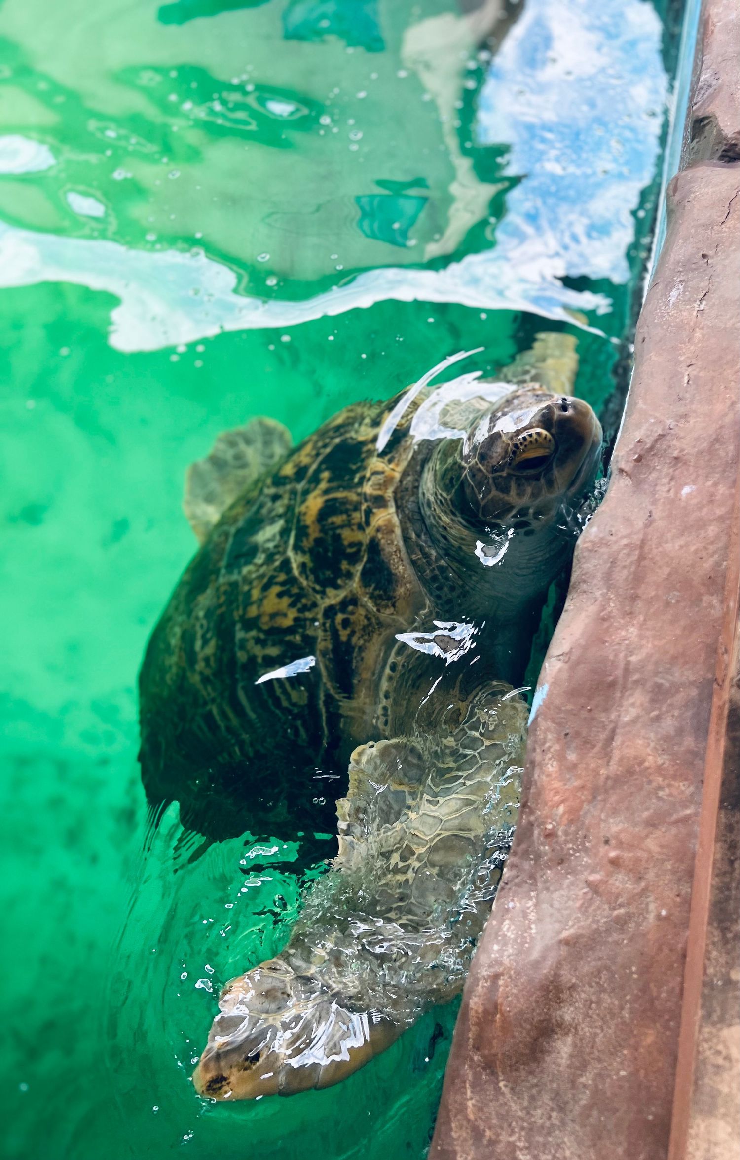 A sea turtle swimming in green water near a rocky wall in an aquarium tank.