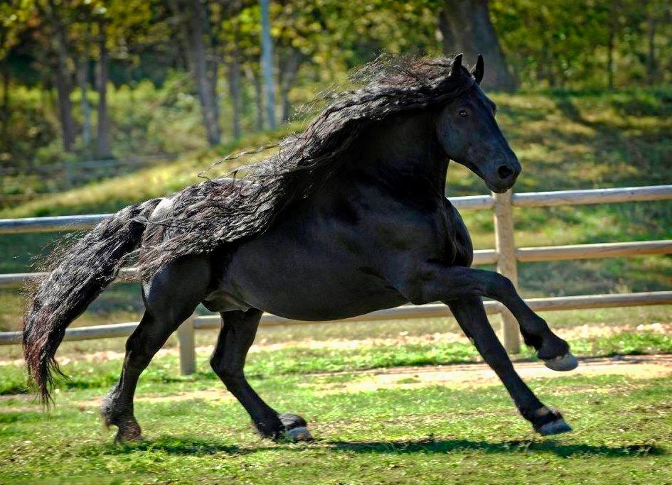 A stunning black Friesian horse with flowing mane gallops gracefully across a lush green paddock.