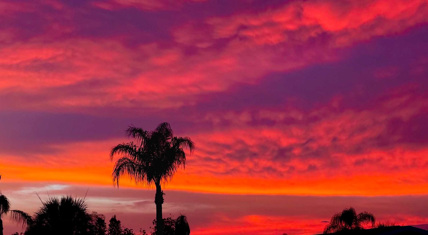 Vibrant red and pink sunset sky with silhouetted palm trees in a tropical landscape.