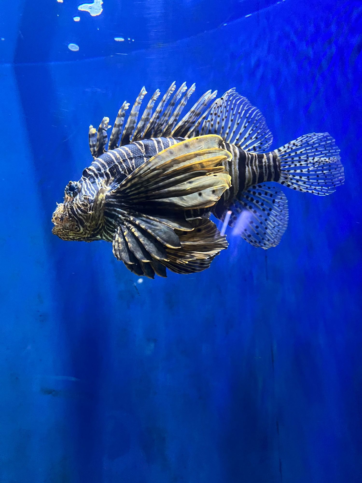 A striped lionfish with dramatic fins swimming in a deep blue aquarium tank.