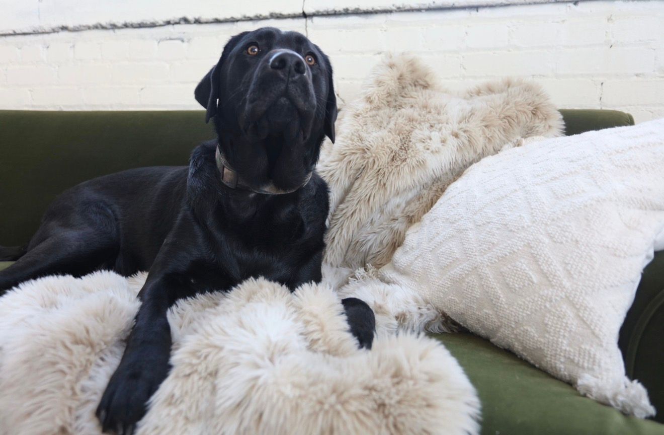 Black Labrador dog resting on a green sofa surrounded by fluffy white cushions, looking upward with a relaxed expression.