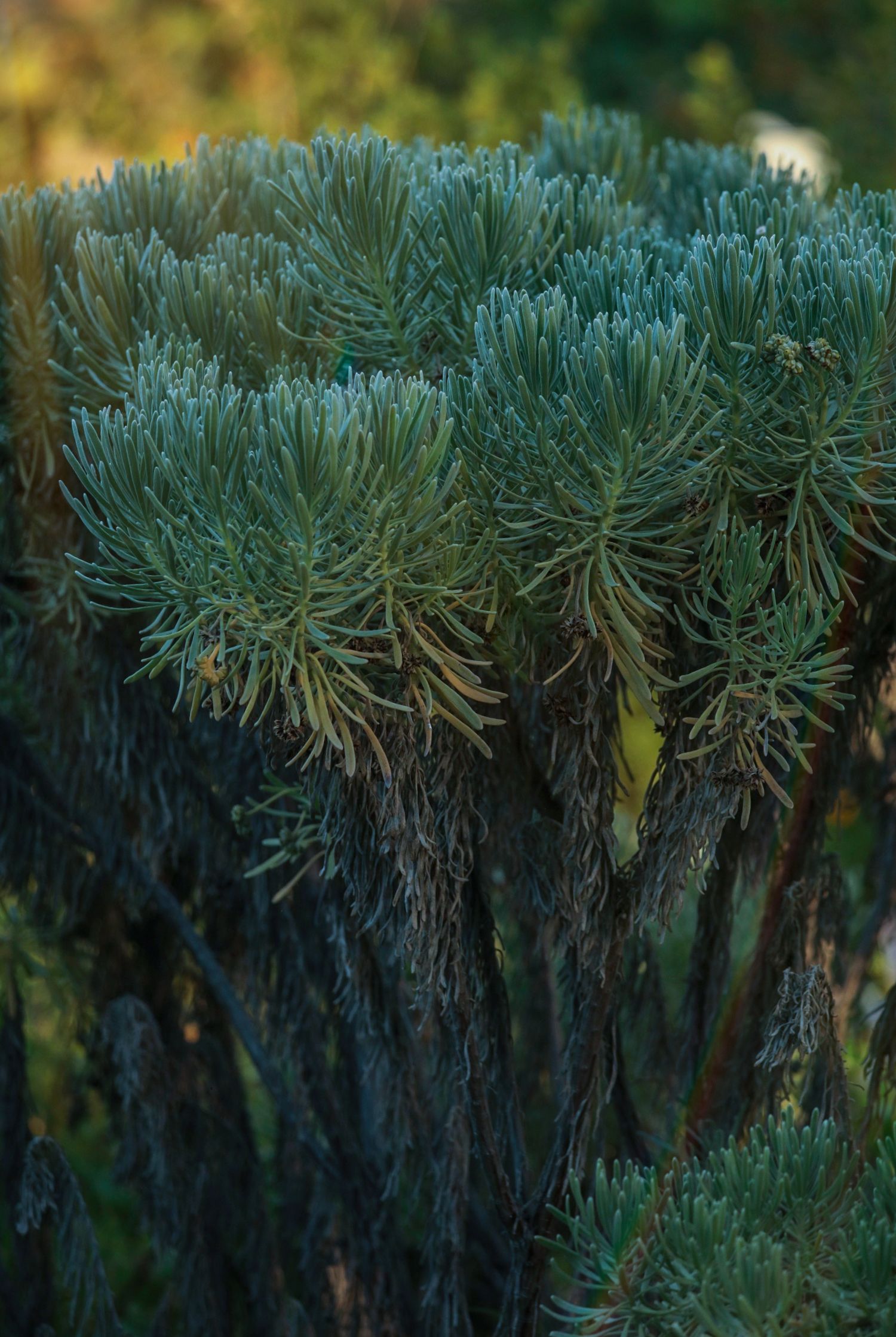 Close-up of a blue-green conifer shrub with dense needle clusters atop dark woody stems in a garden setting.
