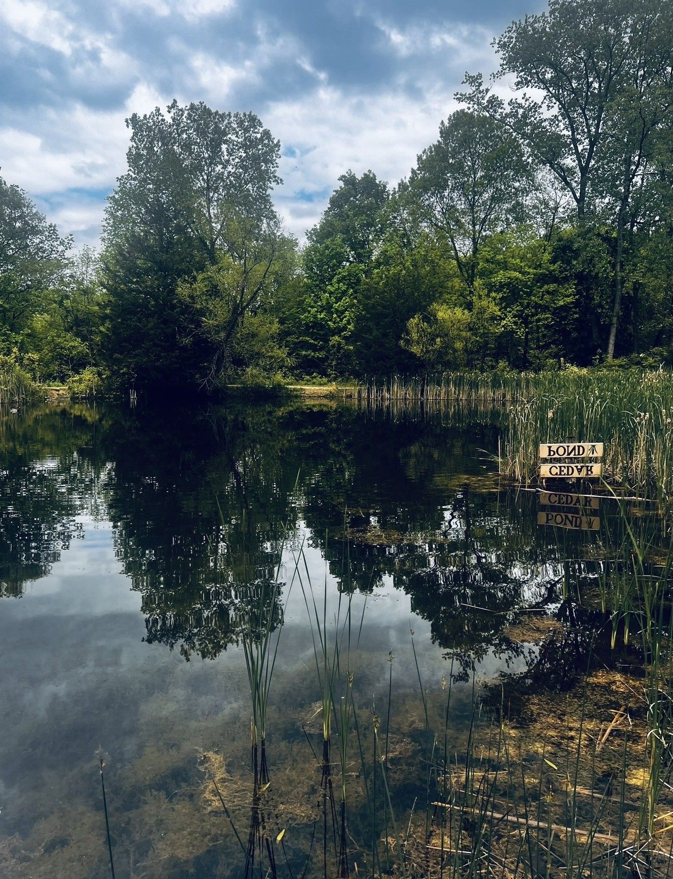 Serene pond reflecting lush green trees and cloudy sky, with cattails and a small wooden sign at the water's edge.