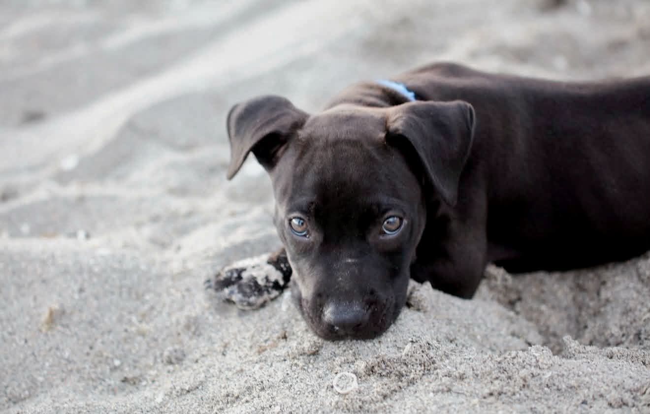 A dark brown puppy resting its chin on sandy beach, looking up with soulful eyes.