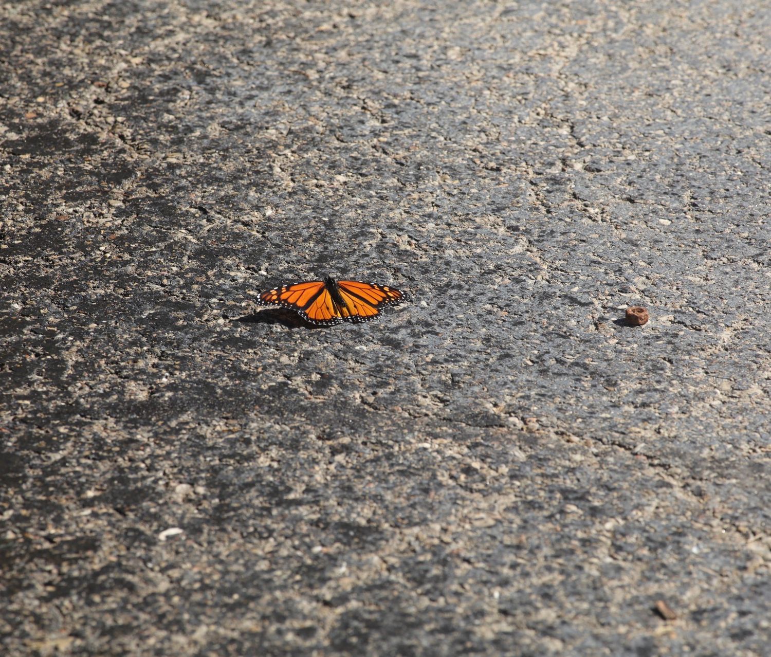 A vibrant monarch butterfly with orange and black wings resting on a gray asphalt surface in natural sunlight.
