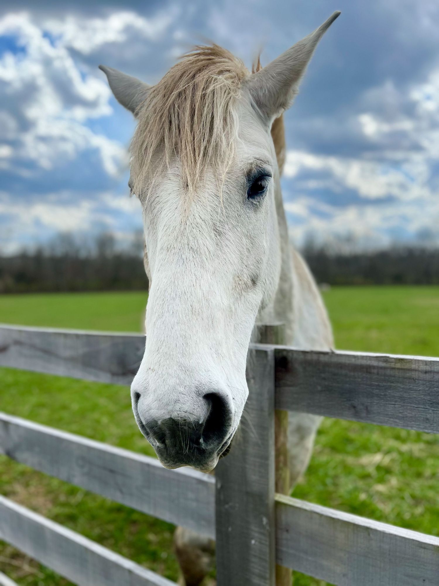A white horse peers over a wooden fence in a lush green pasture under a cloudy sky.