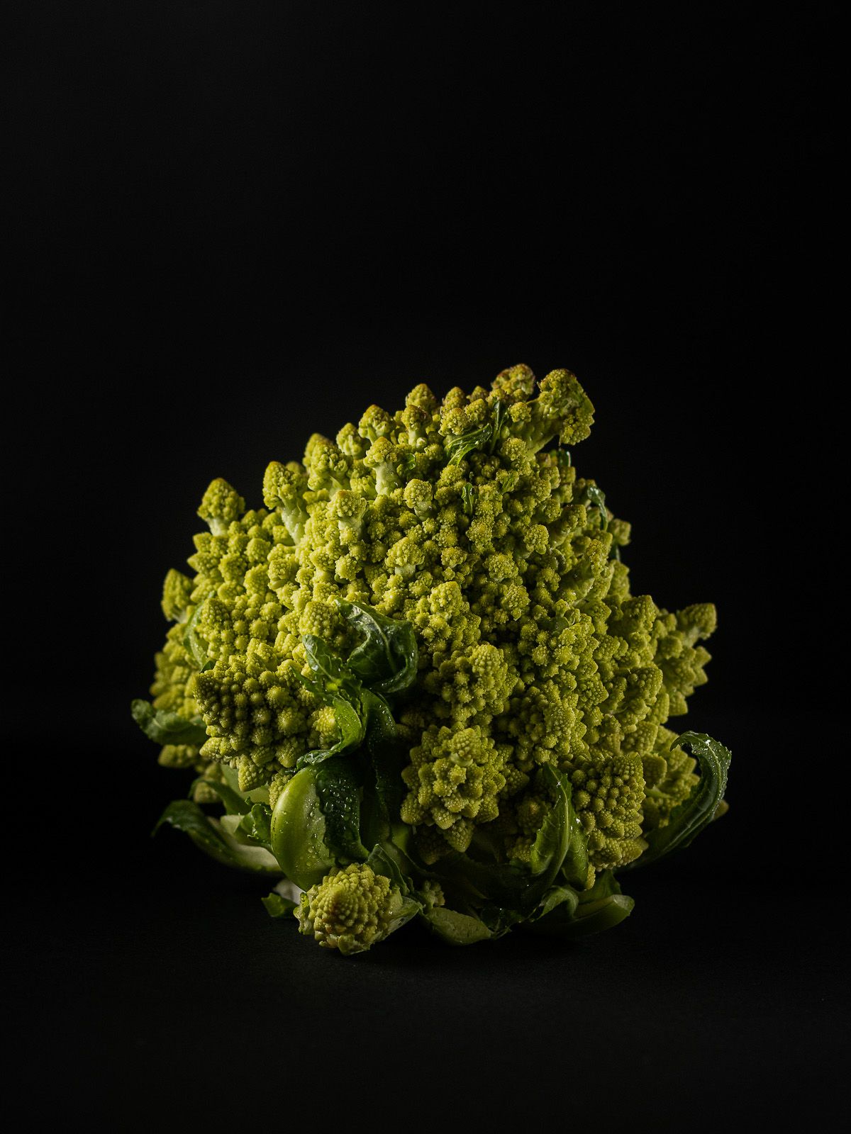 Romanesco on black, a head-on still life image