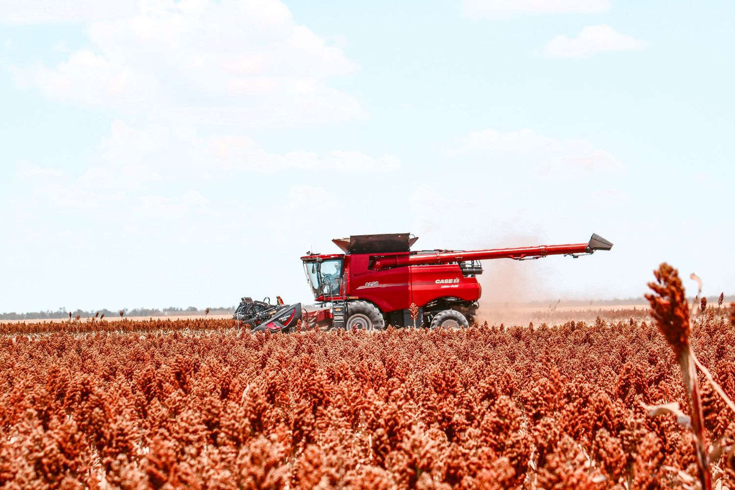 Red Case IH combine harvester harvesting golden sorghum crop in vast agricultural field.