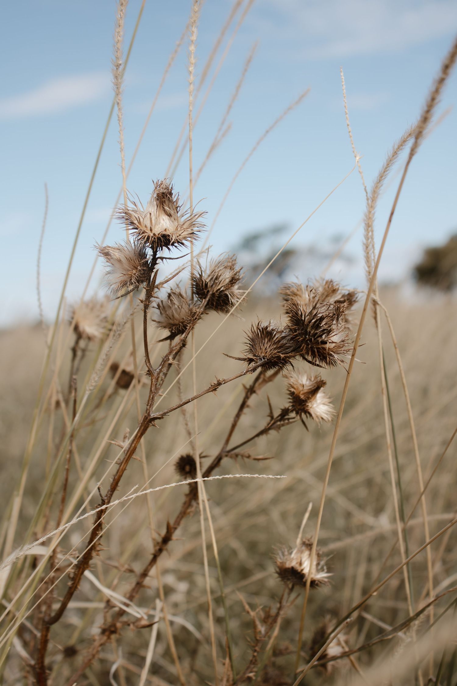 Dried thistle plants with spiky seed heads stand tall among golden grass under a pale blue sky in an autumn field.