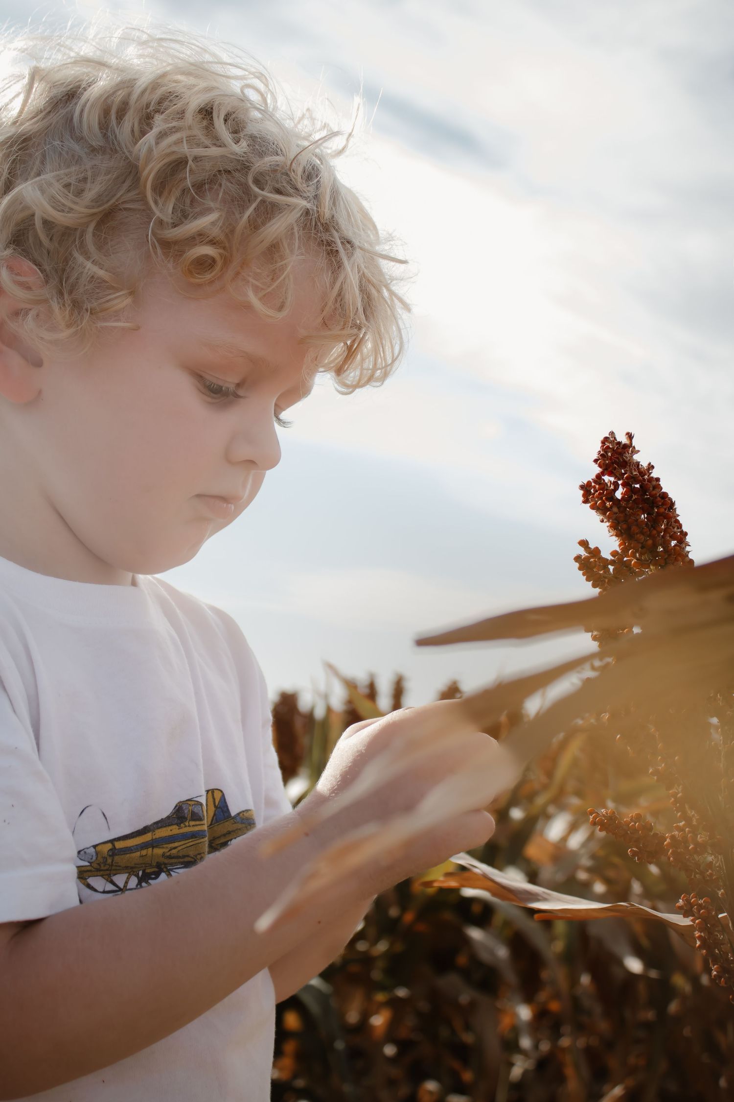 Curly-haired blonde boy in white t-shirt examining plants in a sunlit field with blue sky background.
