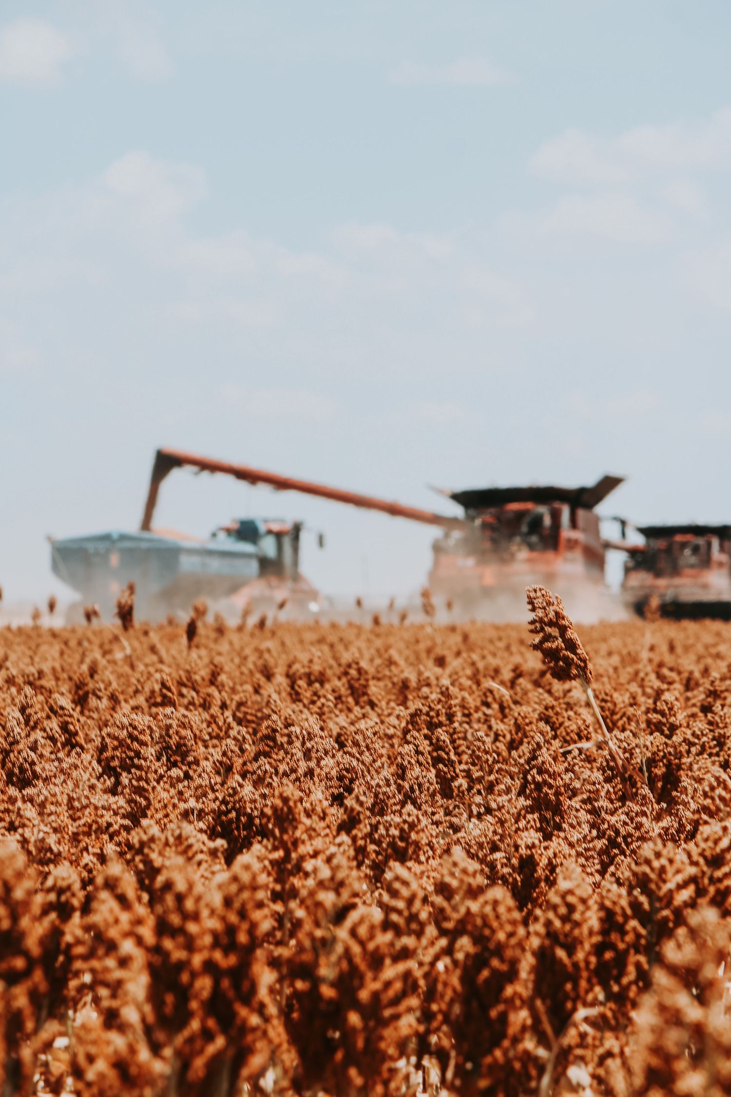 Red combine harvester working in ripe sorghum crop field under partly cloudy sky.