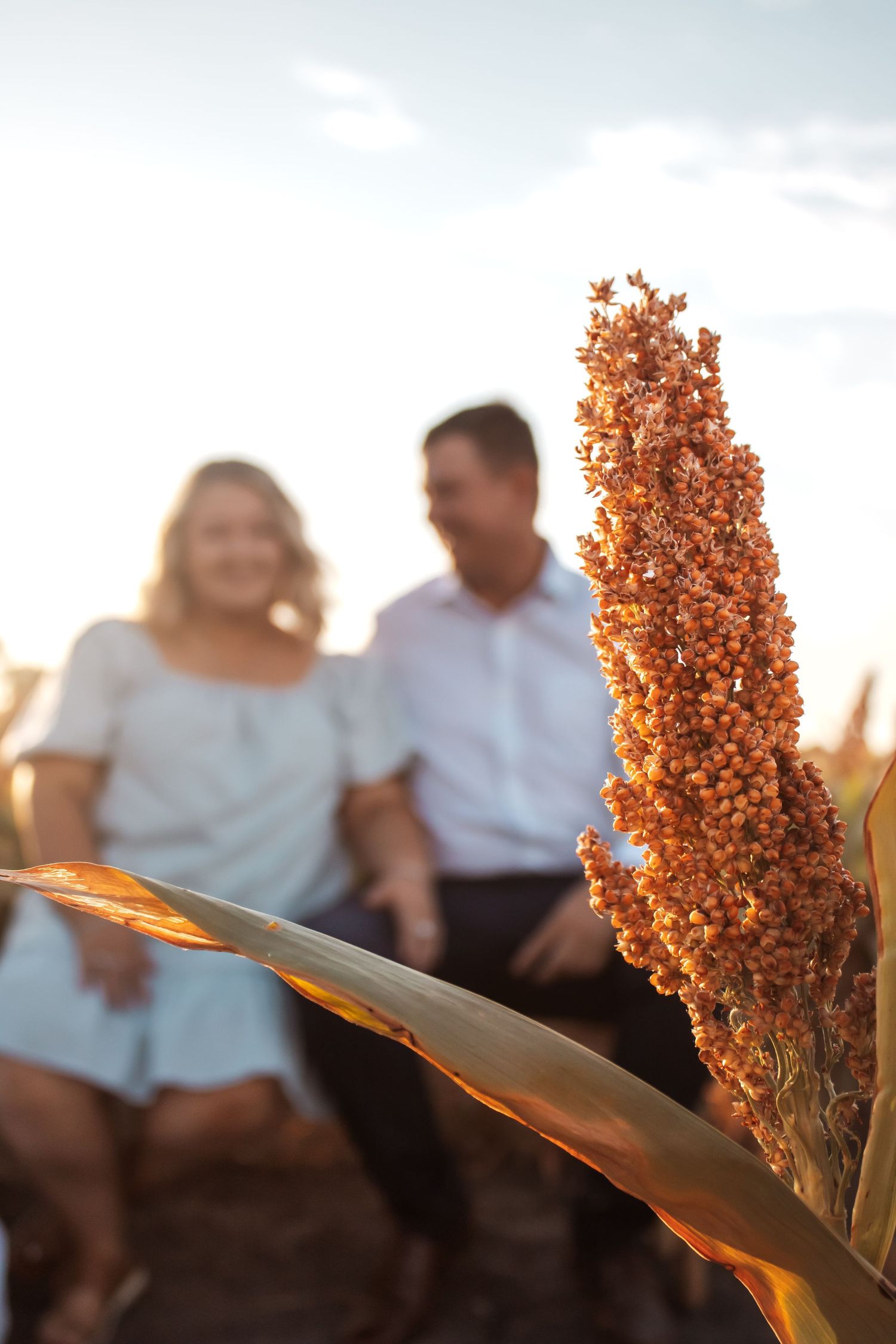 Couple sitting in a golden sorghum field at sunset, with a close-up of a sorghum plant in the foreground.