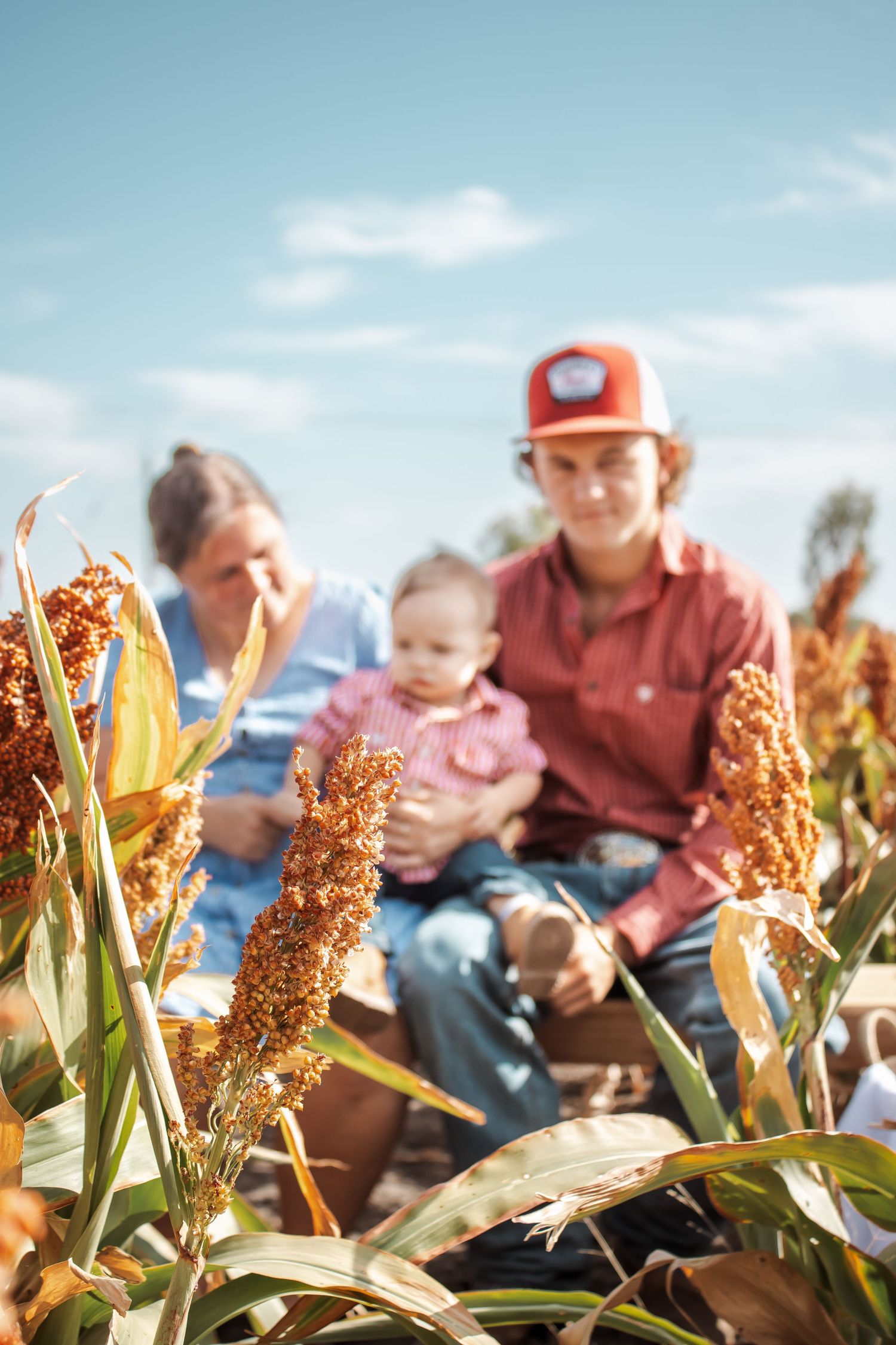 Family with baby sitting among golden sorghum crops in sunny farm field during autumn harvest season.