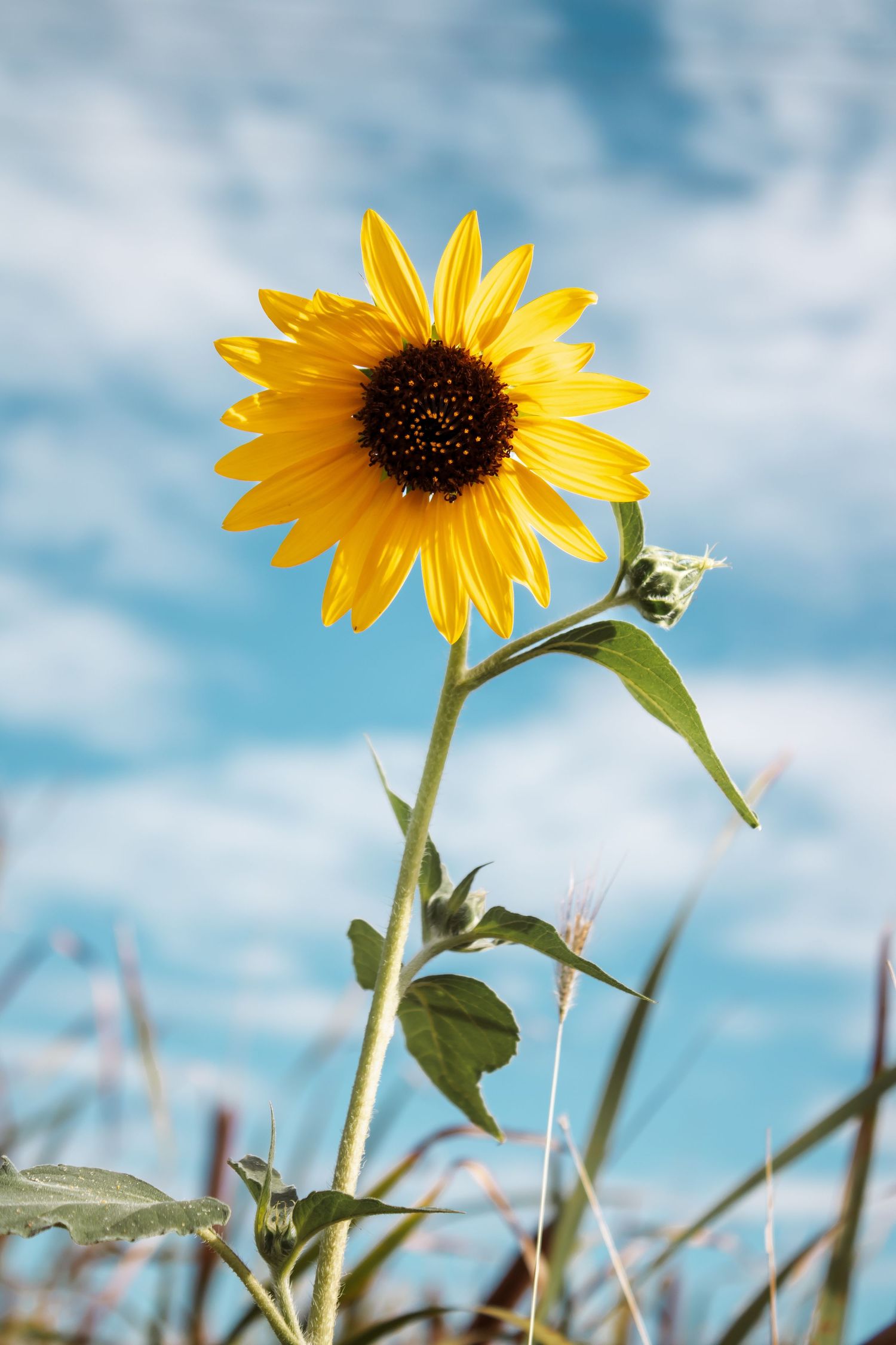 A vibrant yellow sunflower blooms against a bright blue sky with wispy clouds in a natural outdoor setting.