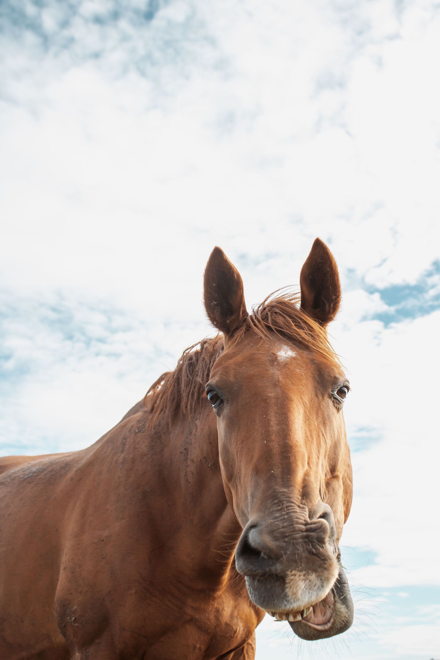 Close-up portrait of a chestnut brown horse looking at camera against a partly cloudy blue sky.