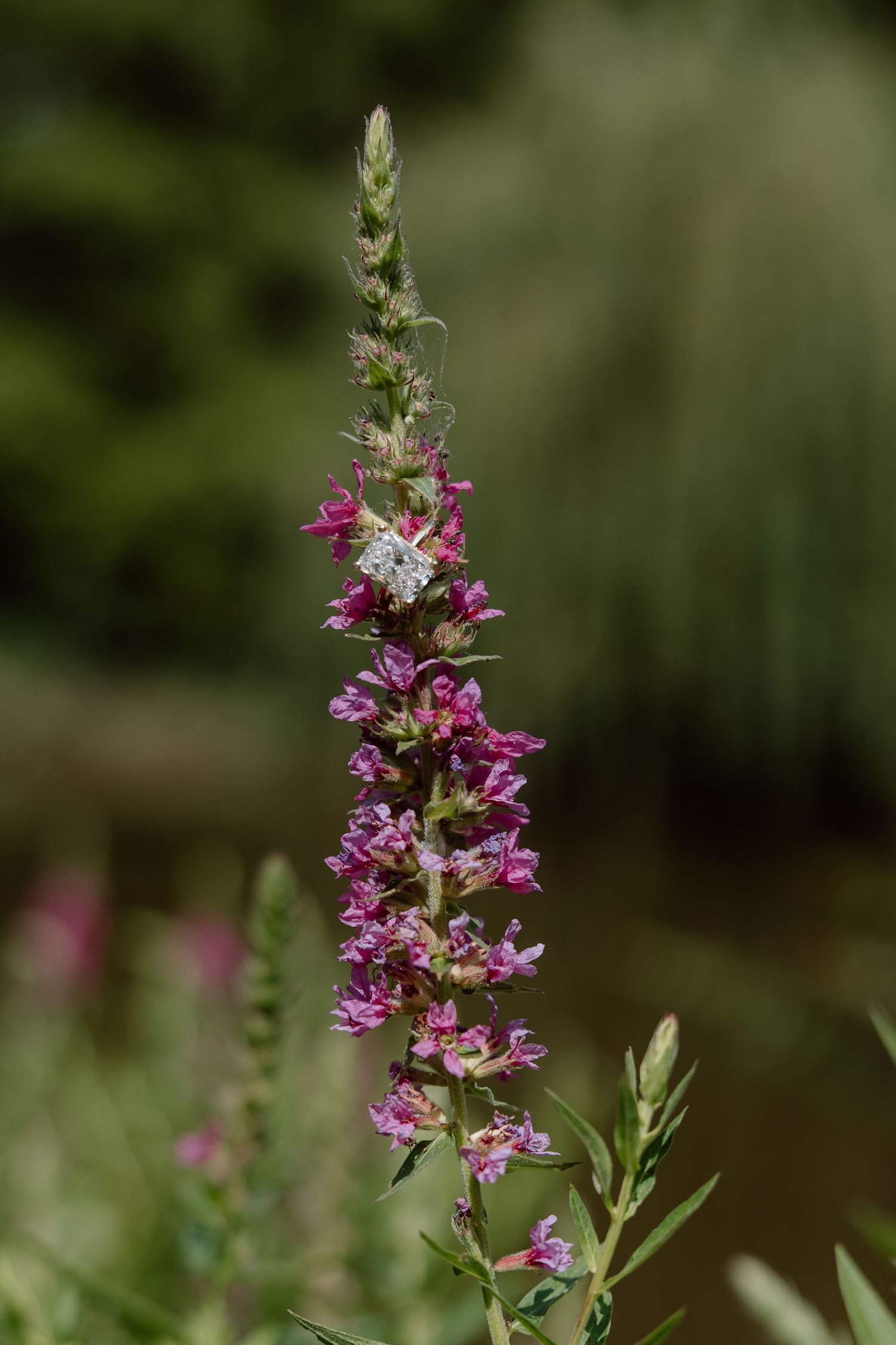 Tall purple loosestrife wildflower spike blooming in a natural garden setting.