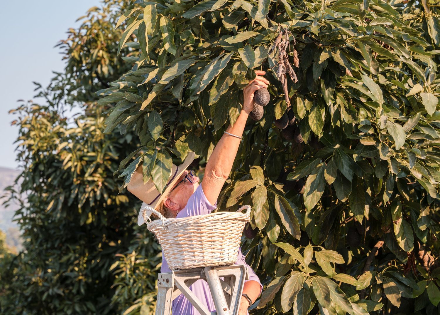 Someone picking fresh figs from branches of a large fig tree on a sunny day in an outdoor setting.
