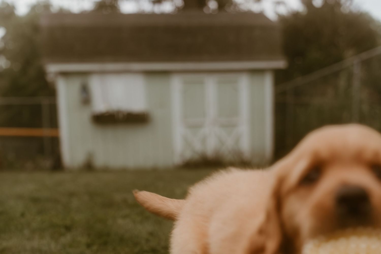 A blurred golden retriever puppy in foreground with a white garden shed in background.