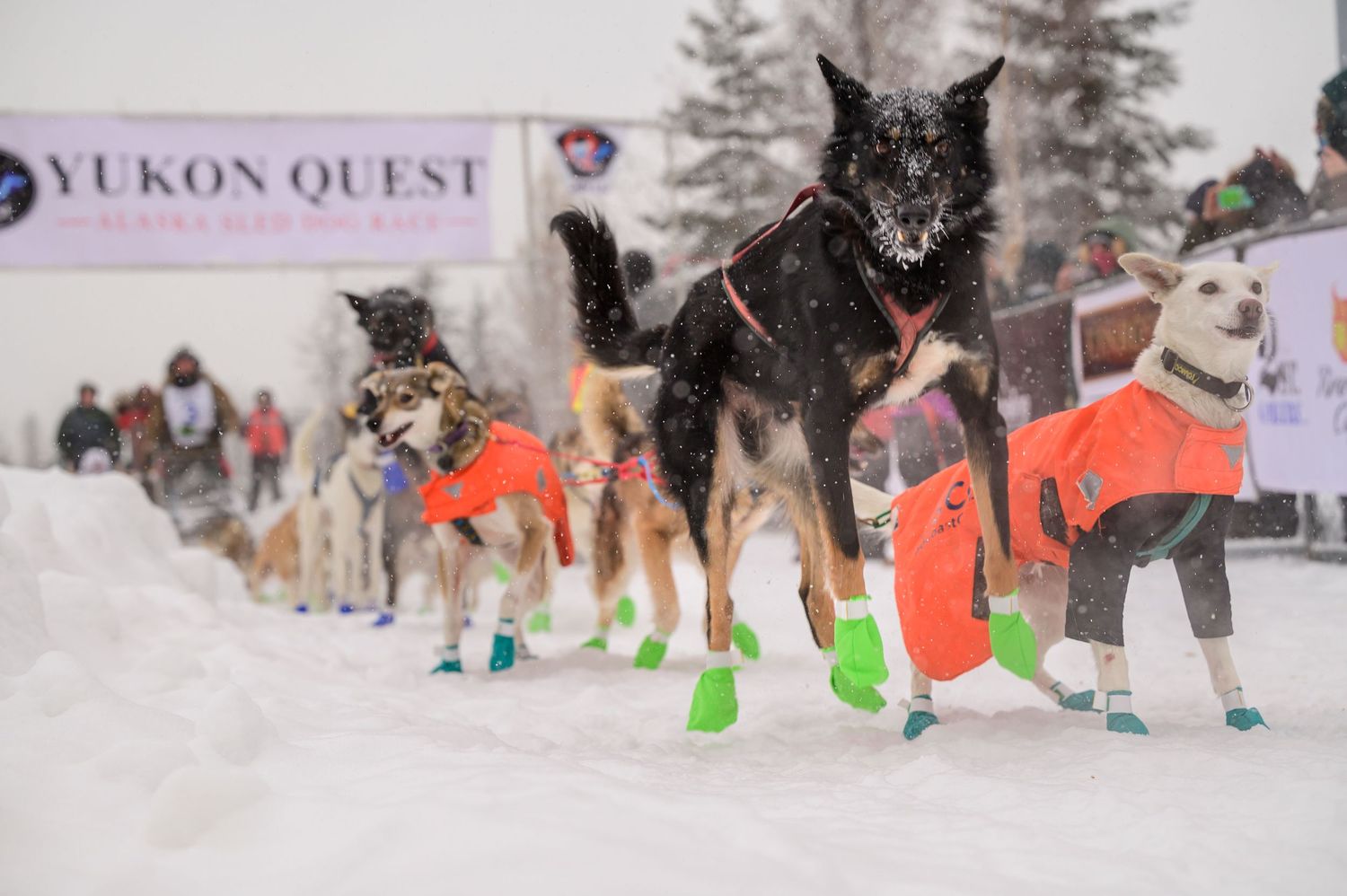 Sled dogs racing through snowy terrain during the Yukon Quest competition with handlers and spectators watching.