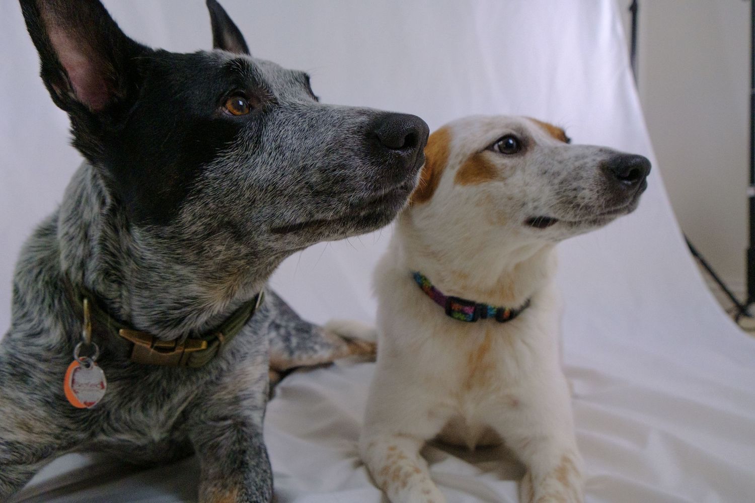 A series of six similar profile shots showing two dogs, one black and one white, interacting with each other affectionately.