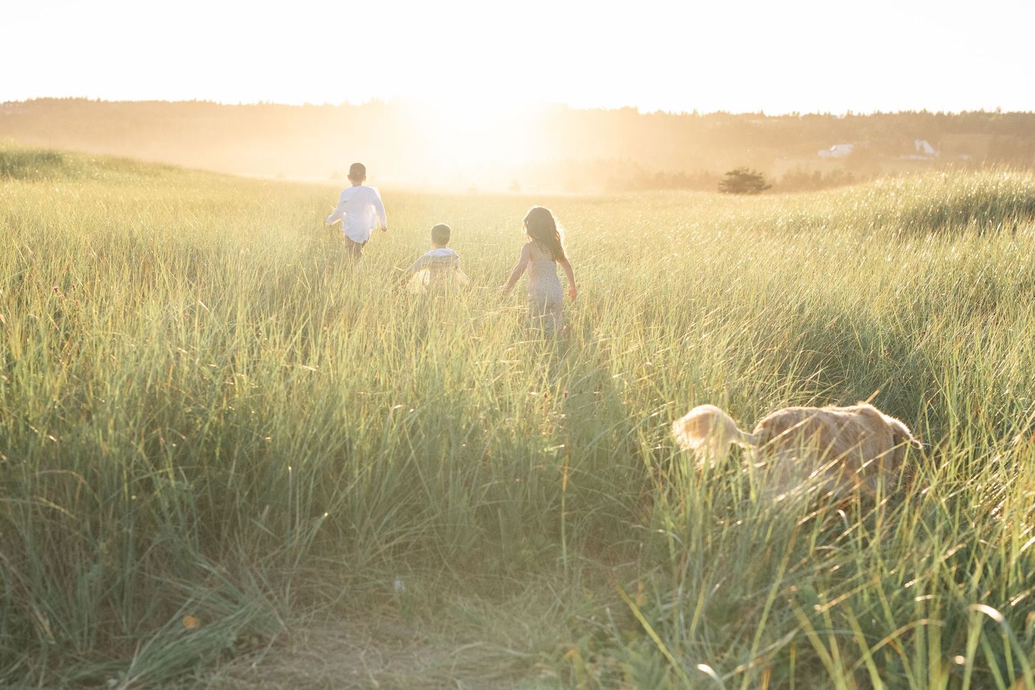 children and their golden retriever running through long grass during golden hour