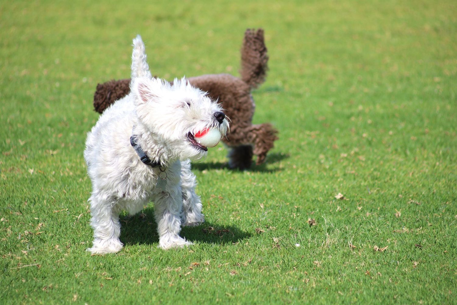 Two dogs playing on green grass, a white fluffy West Highland Terrier and a brown curly-haired dog running outdoors.