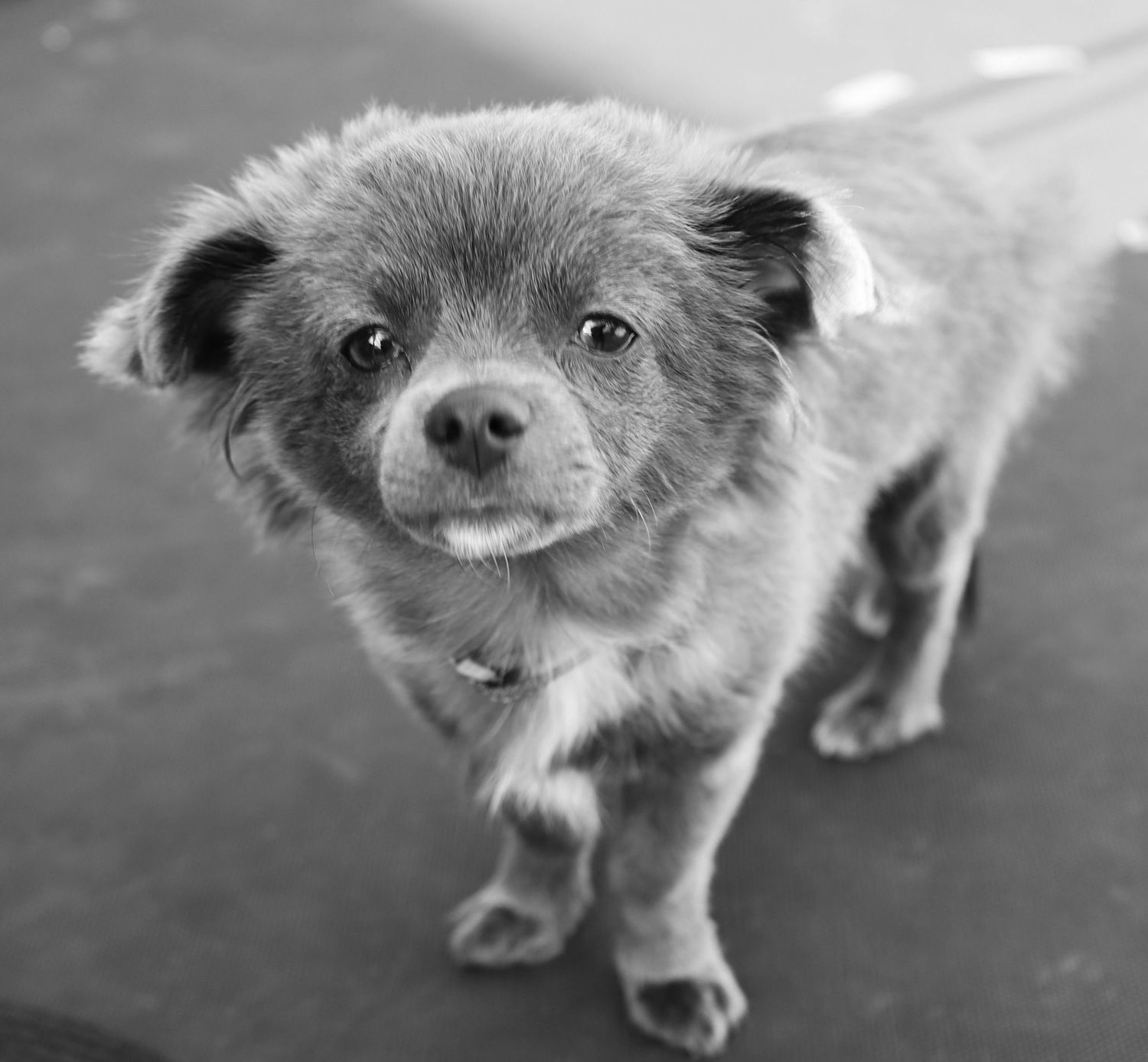 Adorable fluffy puppy looking up at camera in black and white photo, small dog with big eyes standing on floor.