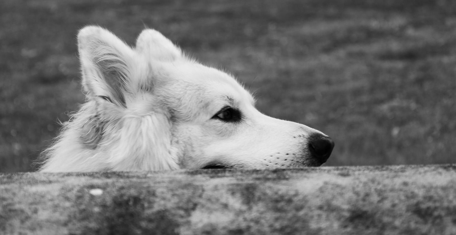 Black and white photo of a white dog resting its chin on a ledge, gazing thoughtfully into the distance.