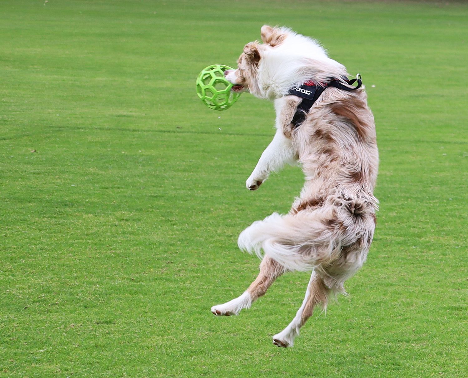 A Border Collie dog leaping in the air catching a green ball toy on a lush grass field.