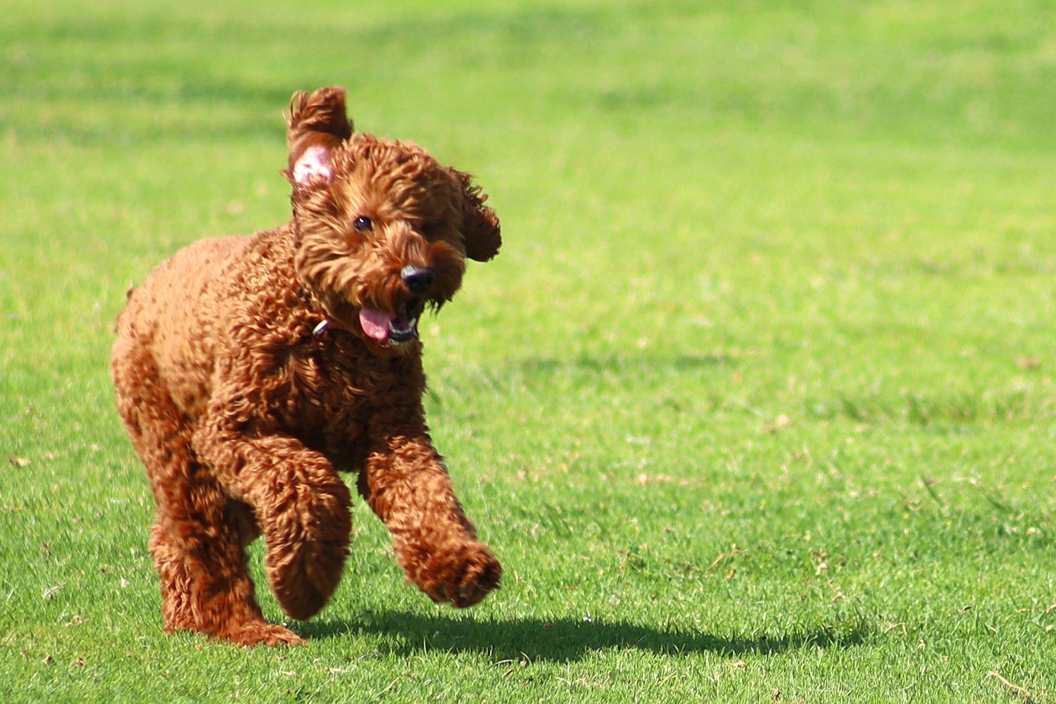 A fluffy brown Toy Poodle runs joyfully across a lush green grass field with tongue out.