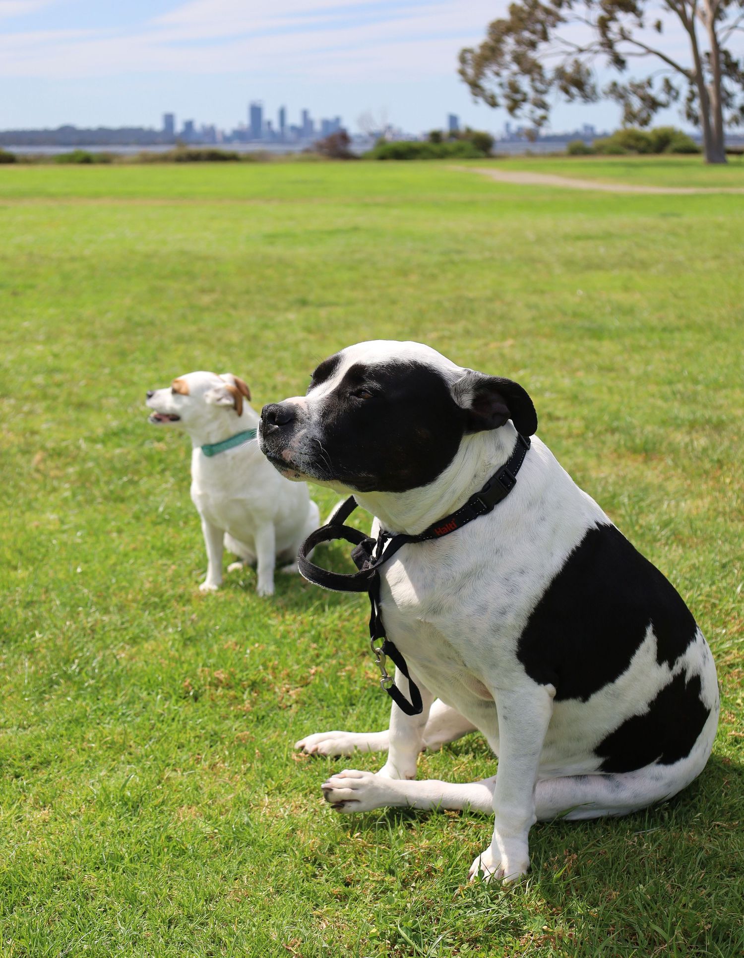 Two dogs, a black and white Pit Bull and a small white dog, sit on green grass with a city skyline in the background.