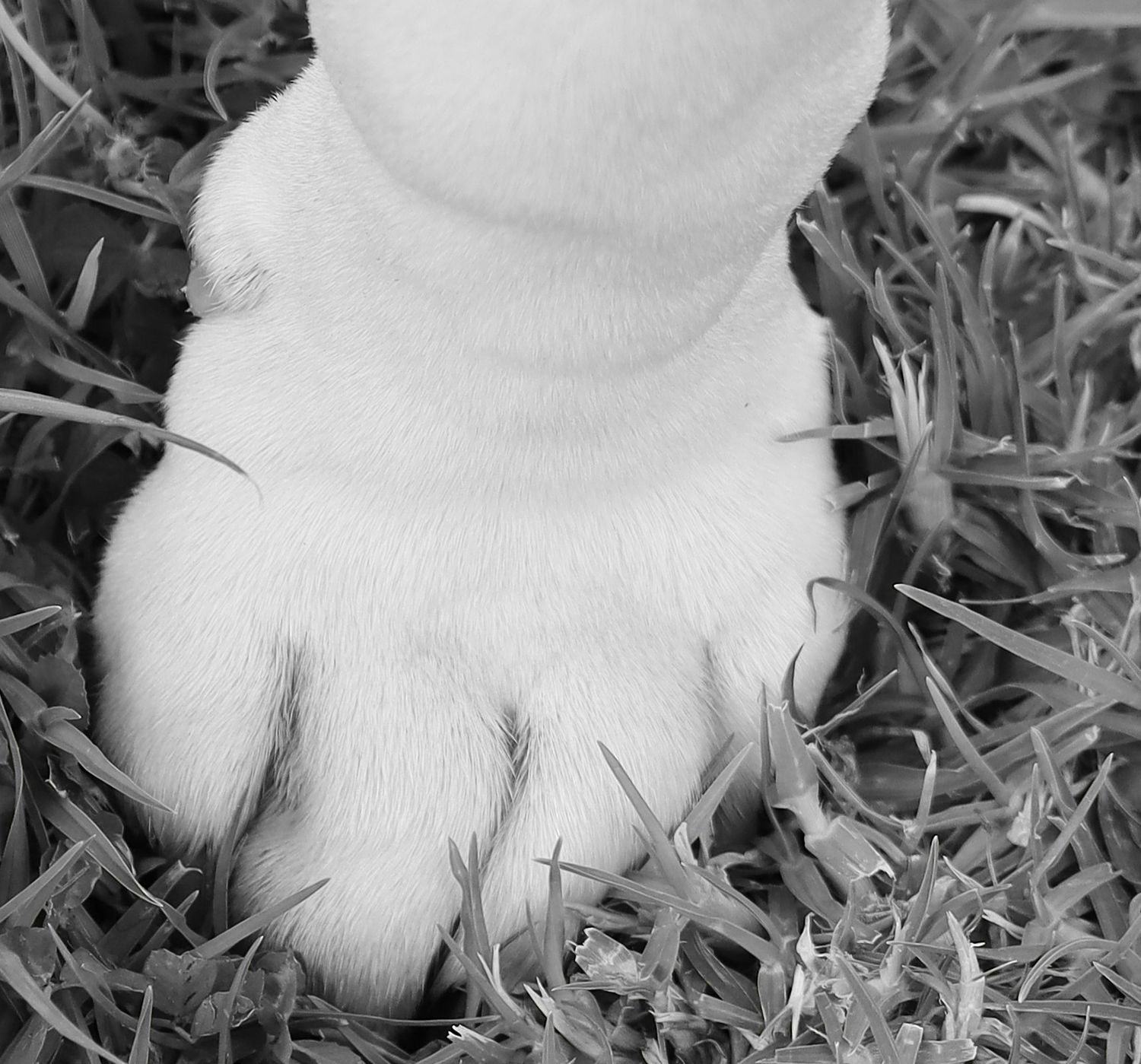 Close-up black and white photo of a fluffy white puppy paw resting on green grass.