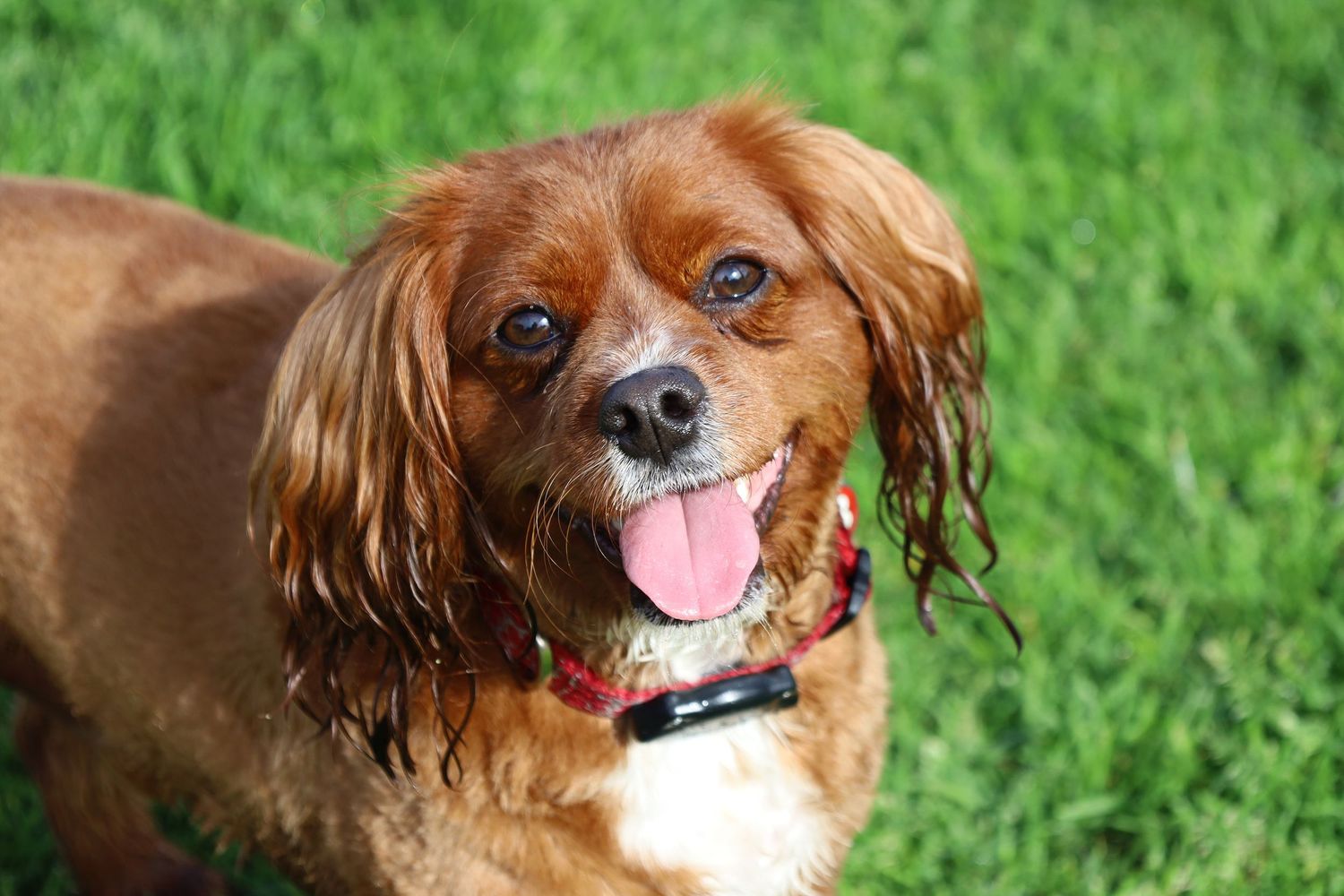A happy Cavoodle with tongue out standing on green grass.
By Chris Harban