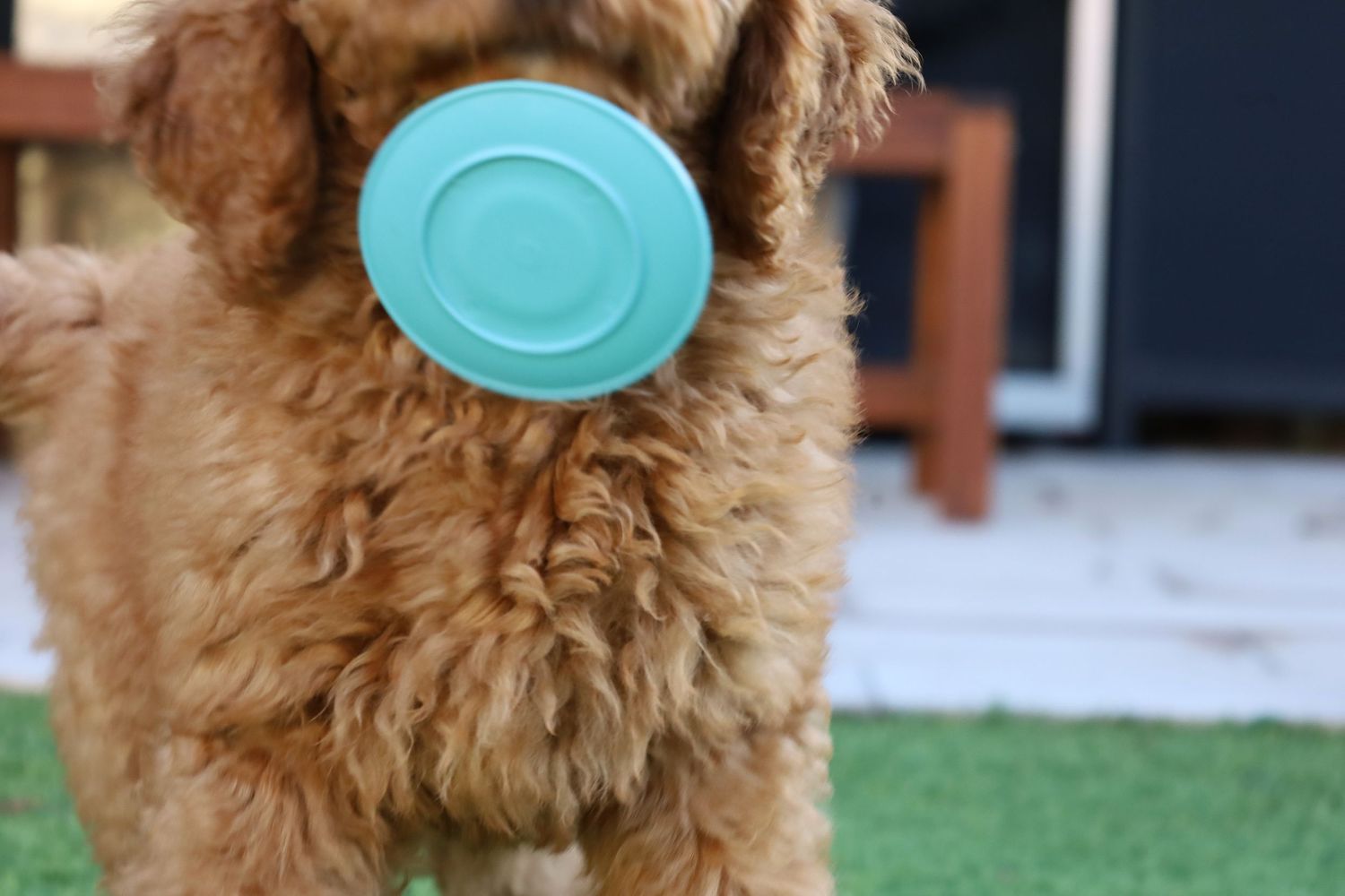 A fluffy golden Labradoodle holding a teal frisbee in its mouth outdoors.
By Chris Harban