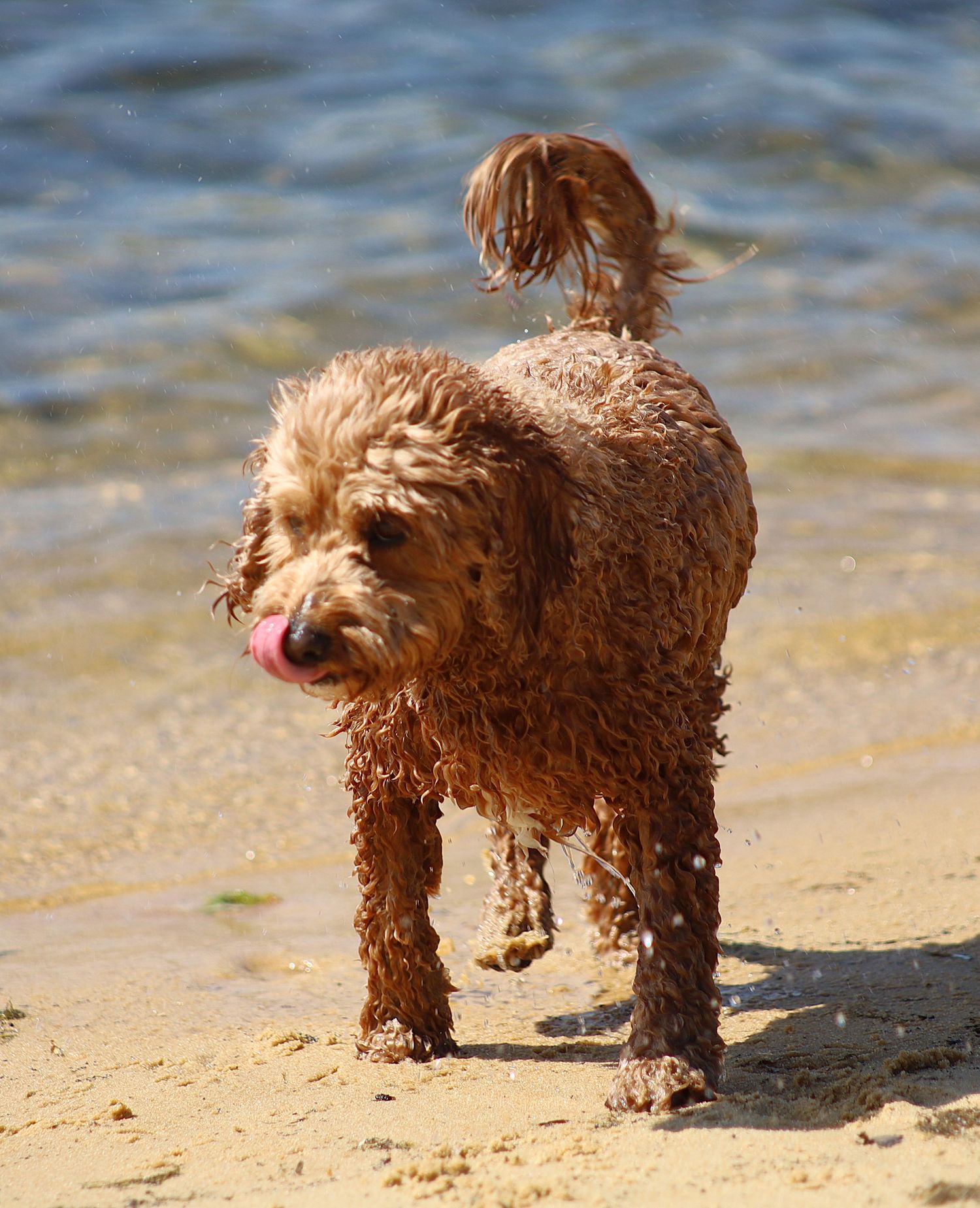 A wet golden Cavoodle dog with curly fur walks on a sandy beach with tongue out after swimming.