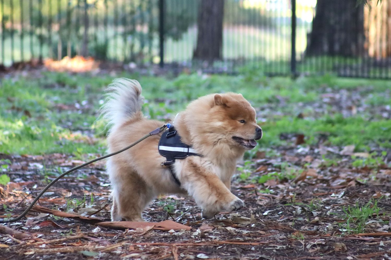 A fluffy golden Chow Chow dog wearing a harness on a leash in a park.
By Chris Harban