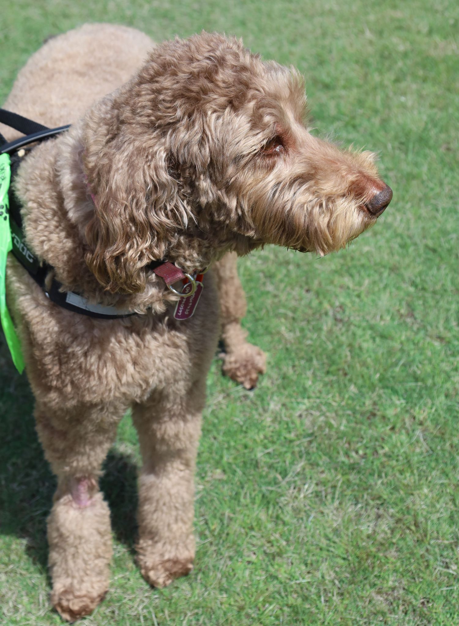 Curly apricot-brown labradoodle wearing a harness stands on green grass in the sunshine, gazing off to the side.