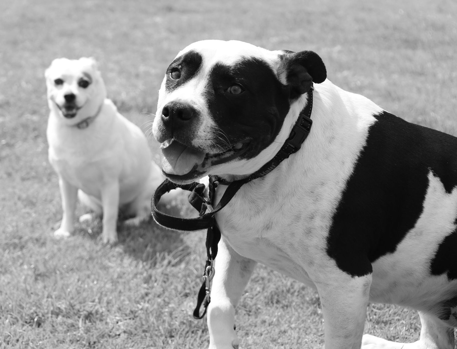 Black and white photo of two dogs outdoors, a large spotted dog on a leash in front and a small white dog sitting behind.
