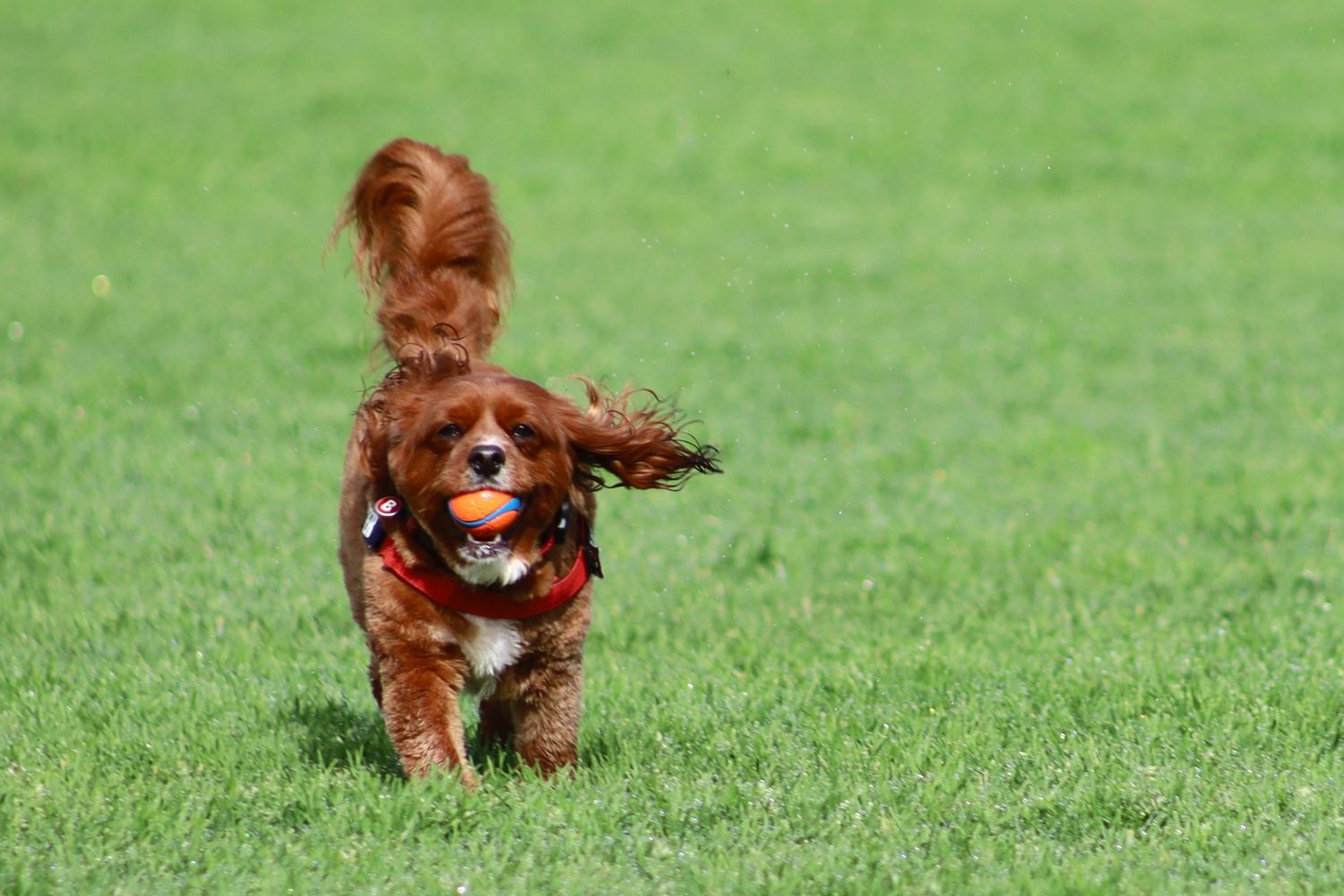 A Cavoodle runs across green grass carrying an orange ball in its mouth.
By Chris Harban