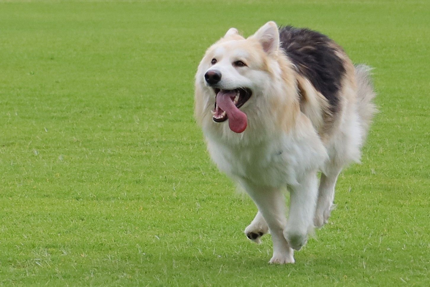 A fluffy white and black German Shepperd dog runs happily across a lush green grass field with tongue out.
By Chris Harban