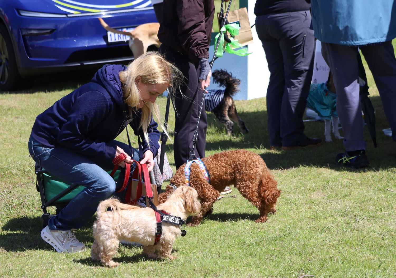 Blonde woman crouches on grass greeting a small tan dog and a curly apricot poodle at an outdoor dog event with onlookers nearby.