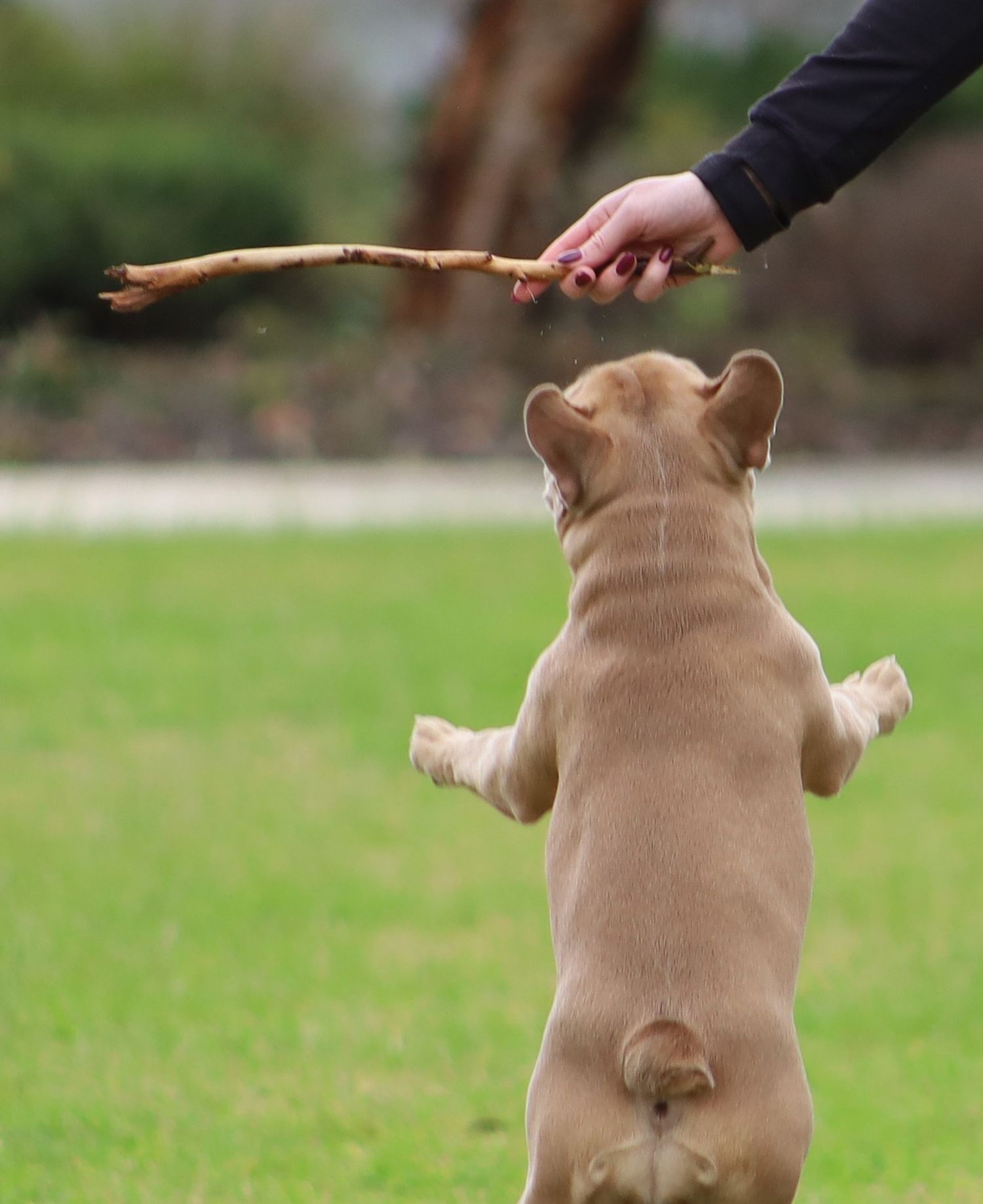 French Bulldog puppy jumping up on hind legs reaching for a stick held by a person on green grass.
By Chris Harban