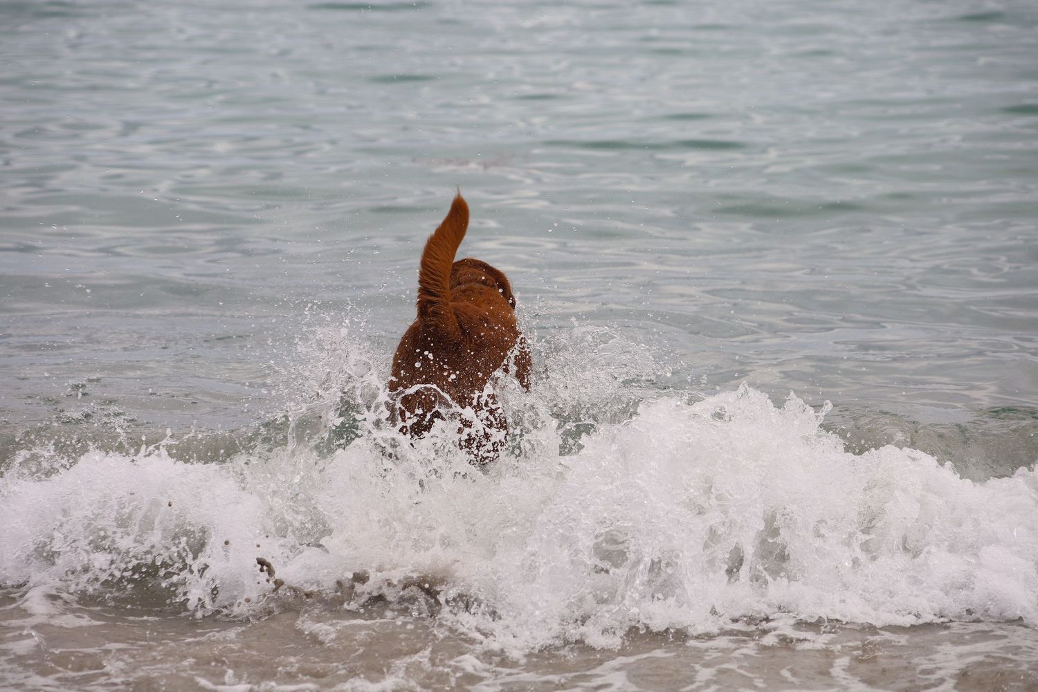 A brown dog splashing through ocean waves on a sandy beach.