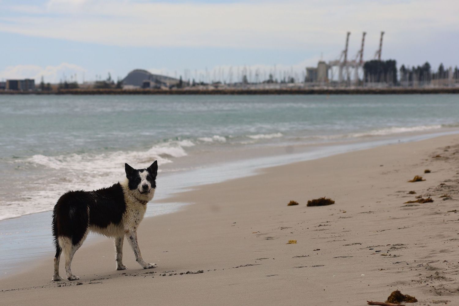 A black and white Border Collie stands on a sandy beach with ocean waves and industrial port cranes in the background.