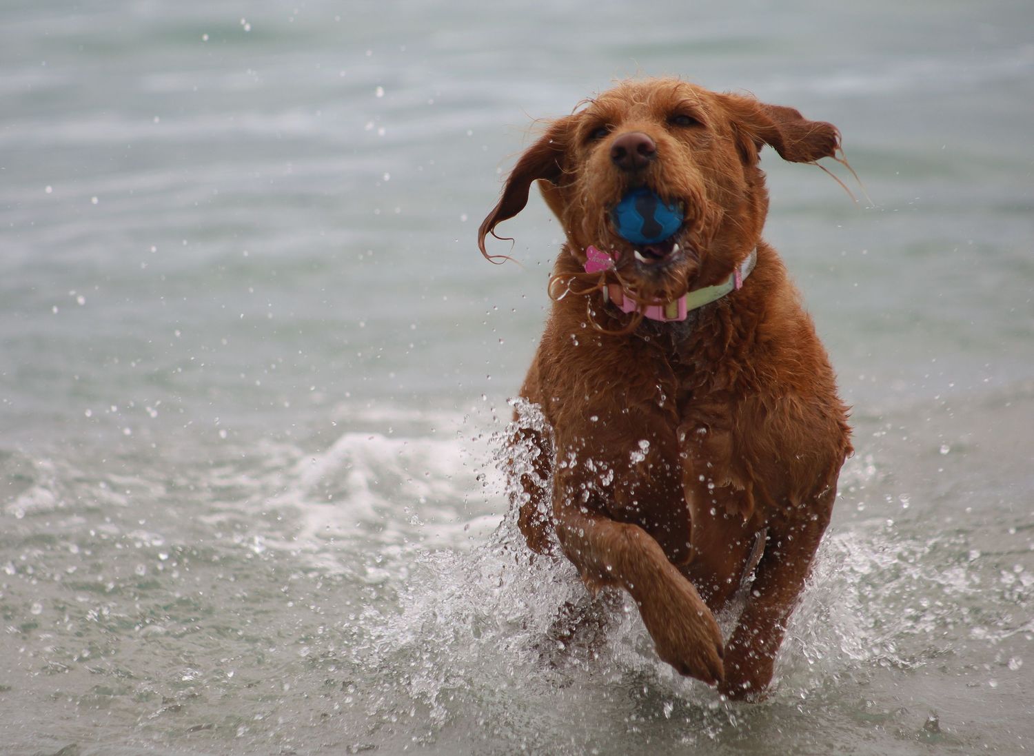 A Labradoodle joyfully runs through ocean waves with a blue ball in its mouth on a sunny beach day.