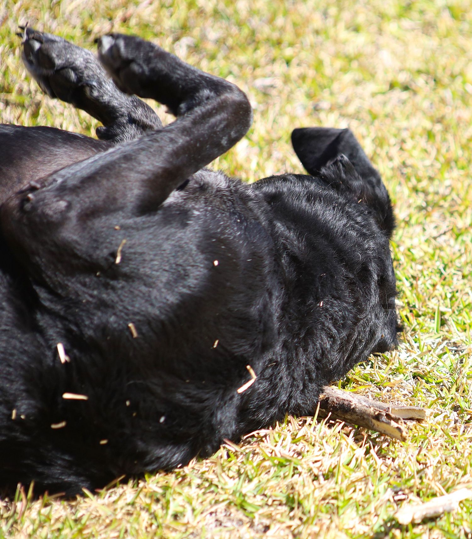 A black Labrador dog rolling on its back in dry grass chewing a stick.
By Chris Harban
