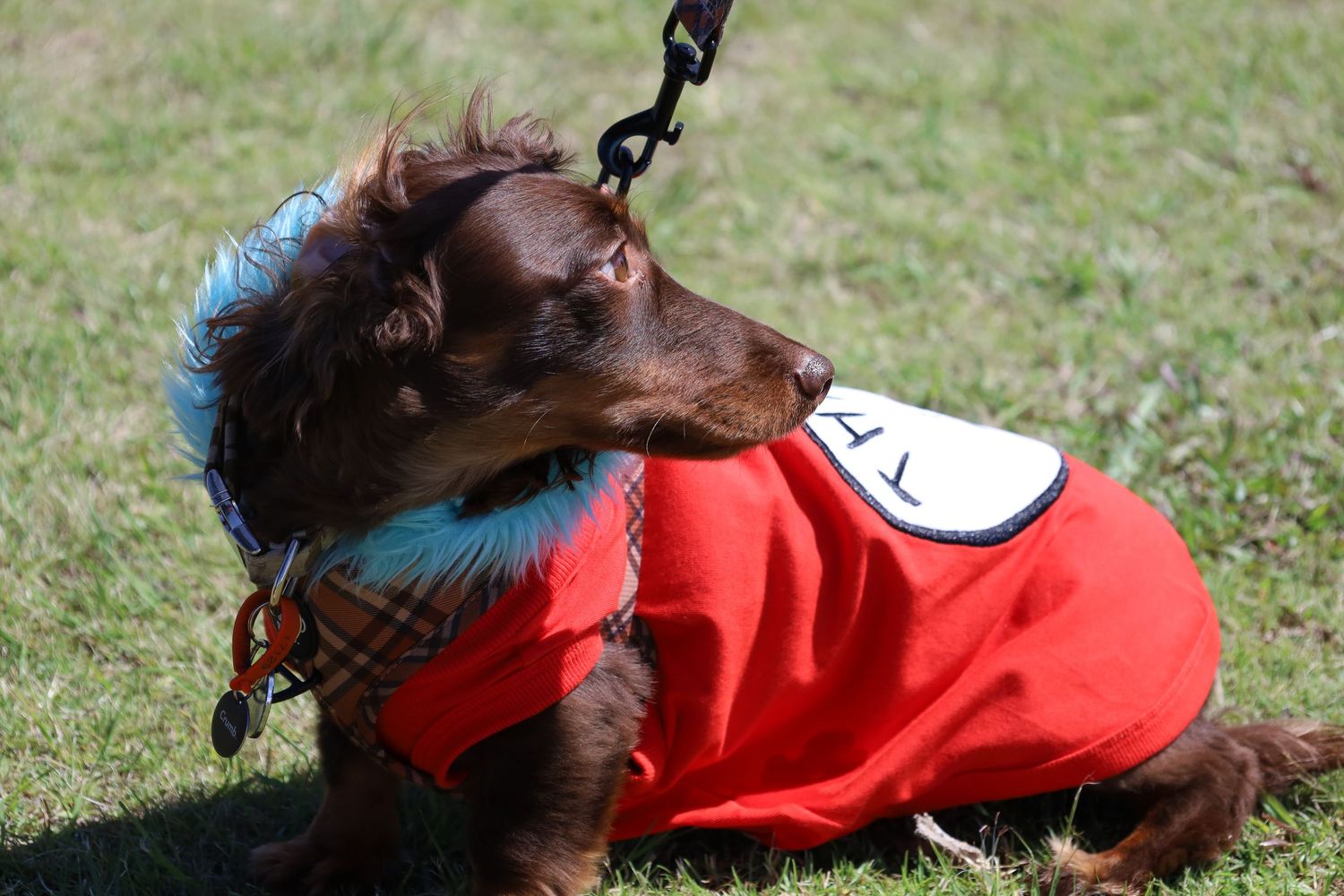Brown dachshund in a red jacket with a white patch and a fuzzy blue collar stands on green grass while attached to a leash.